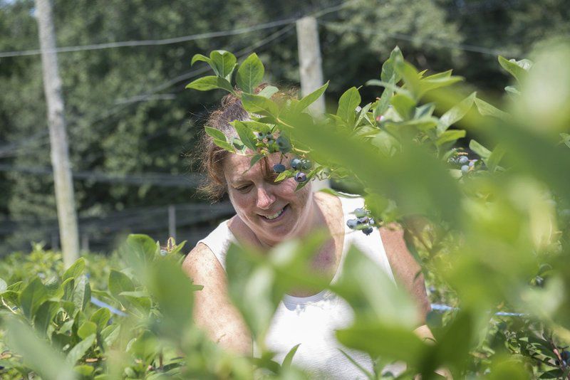 Fresh blueberries -- just an arm's reach way